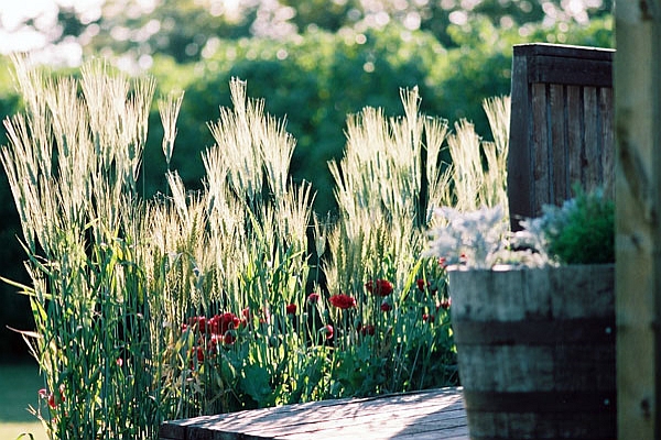 Ornamental Grasses