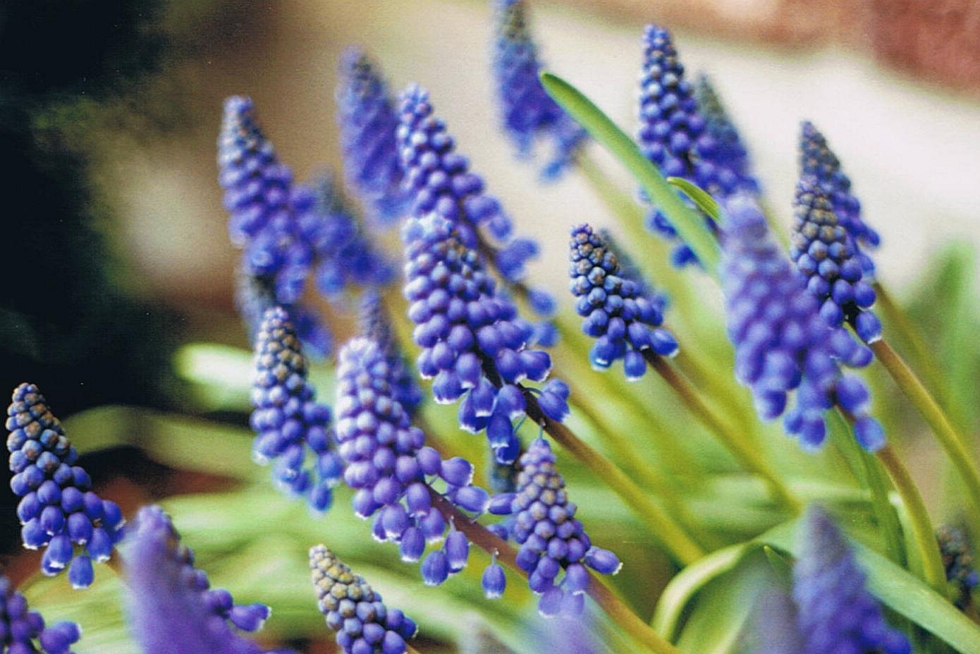 BELLEVALIA, MUSCARI