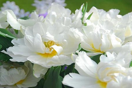 TULIPA<br /><span>Double Early Tulips</span>