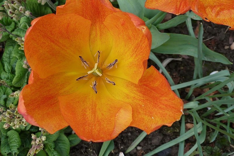 TULIPA<br /><span>Single Early Tulips</span>