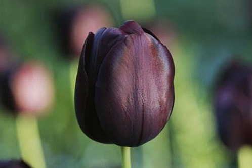 TULIPA<br /><span>Single Late Tulips</span>