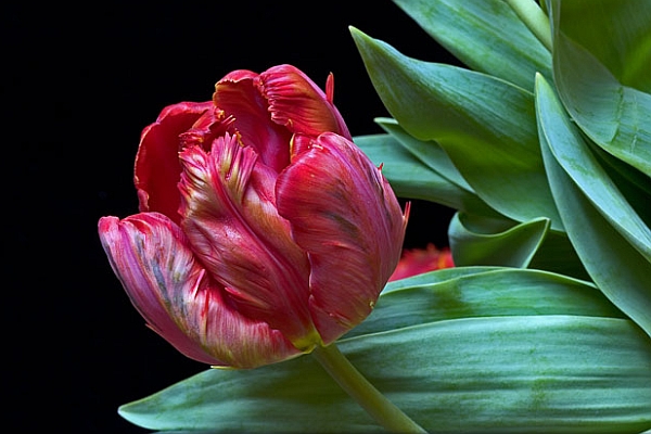 TULIPA<br /><span>Parrot Tulips</span>