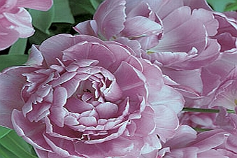 TULIPA<br /><span>Double Late Tulips</span>