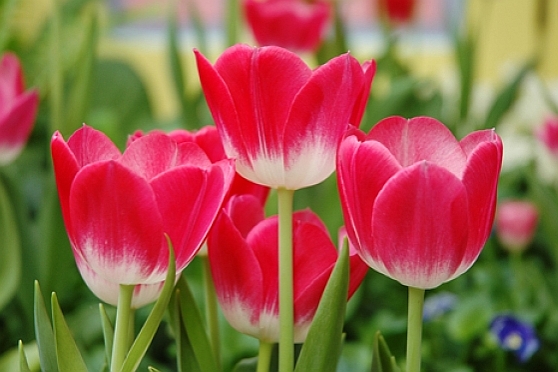 TULIPA<br /><span>Triumph Tulips</span>