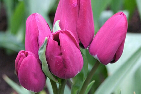 TULIPA<br /><span>Multiflora Tulips</span>