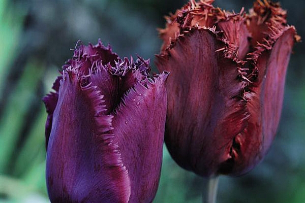 TULIPA<br /><span>Fringed Tulips</span>
