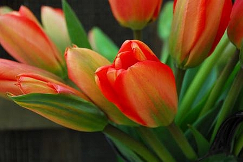 TULIPA<br /><span>Darwin Hybrids Tulips</span>