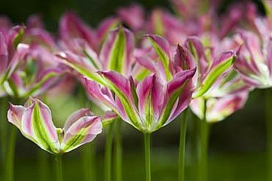 TULIPA<br /><span>Viridiflora Tulips</span>