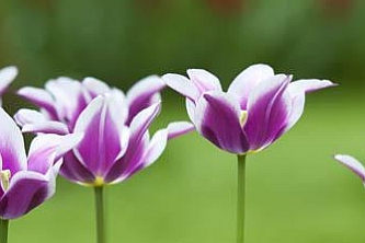 TULIPA<br /><span>Lilyflower Tulips</span>