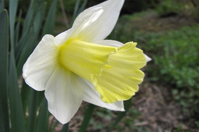 NARCISSUS<br /><span>Trumpet Daffodils</span>