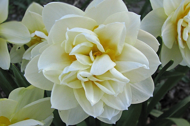 NARCISSUS<br /><span>Double Daffodils</span>