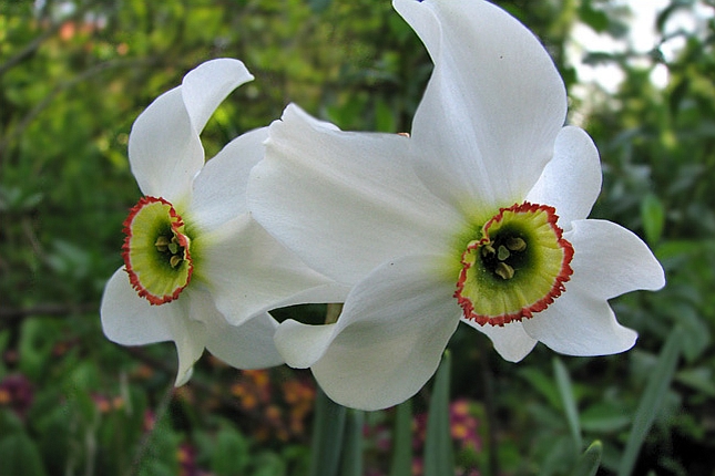 NARCISSUS<br /><span>Poeticus Daffodils</span>