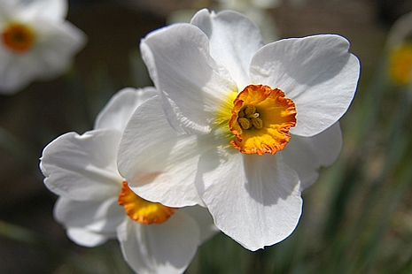 NARCISSUS<br /><span>Small Cup Daffodils</span>