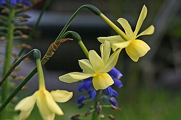 NARCISSUS<br /><span>Triandrus Daffodils</span>