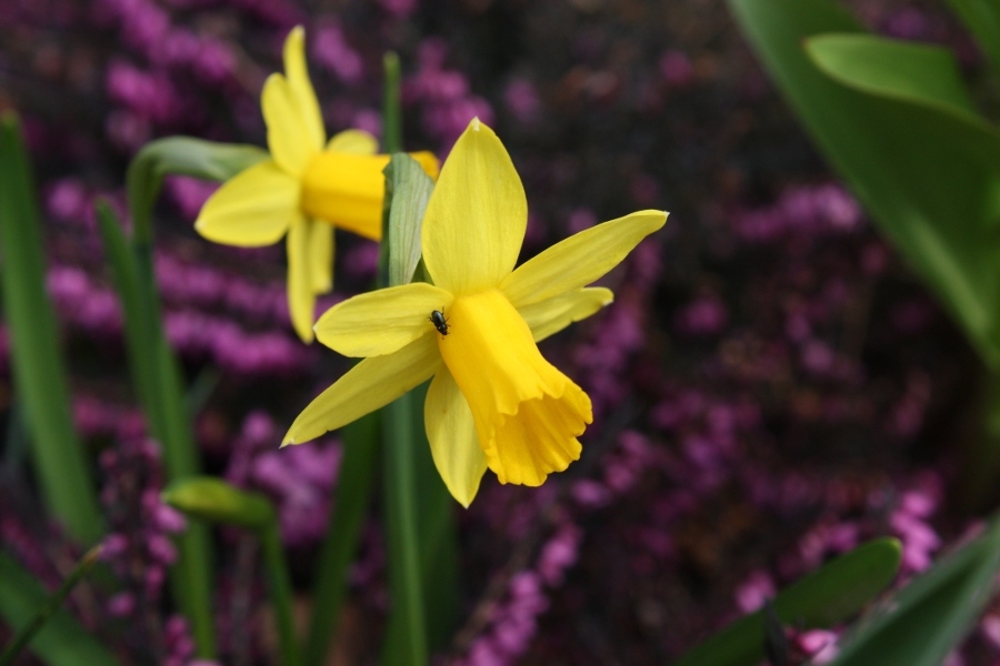 NARCISSUS<br /><span>Cyclamineus Daffodils</span>