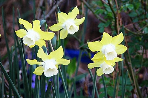 NARCISSUS<br /><span>Jonquilla Daffodils</span>