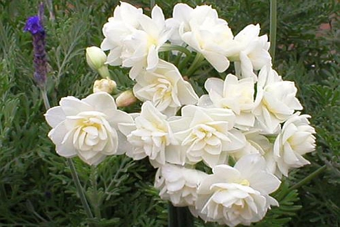 NARCISSUS<br /><span>Tazetta Daffodils</span>