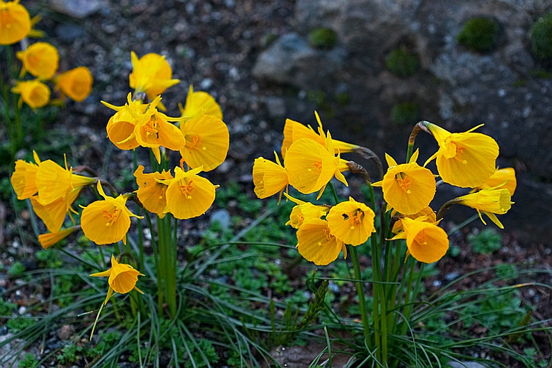 NARCISSUS<br /><span>Species Daffodils</span>