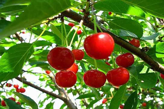 PRUNUS<br /><span>Vişin</span>