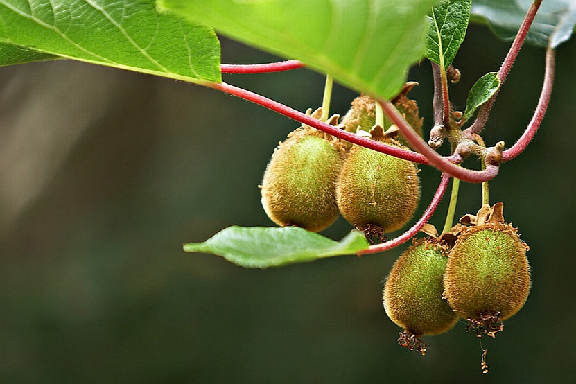 ACTINIDIA<br /><span>Kiwi</span>