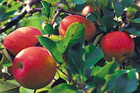 MALUS<br /><span>Măr</span>