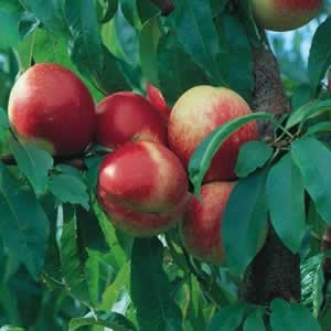 PRUNUS<br /><span>Nectarin</span>