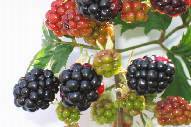 RUBUS<br /><span>Mur</span>
