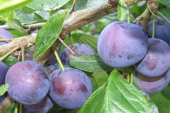 PRUNUS<br /><span>Prun</span>