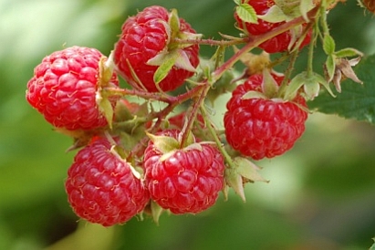 RUBUS<br /><span>Zmeur</span>