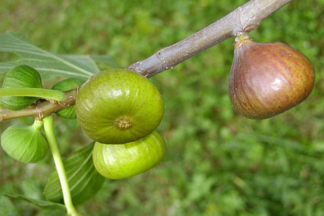 FICUS<br /><span>Smochin</span>