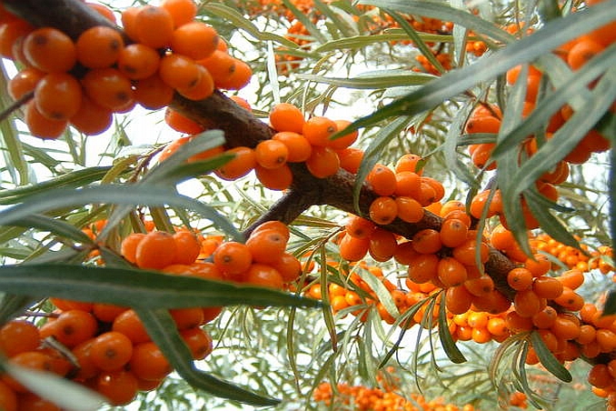 HIPPOPHAE<br /><span>Cătină</span>