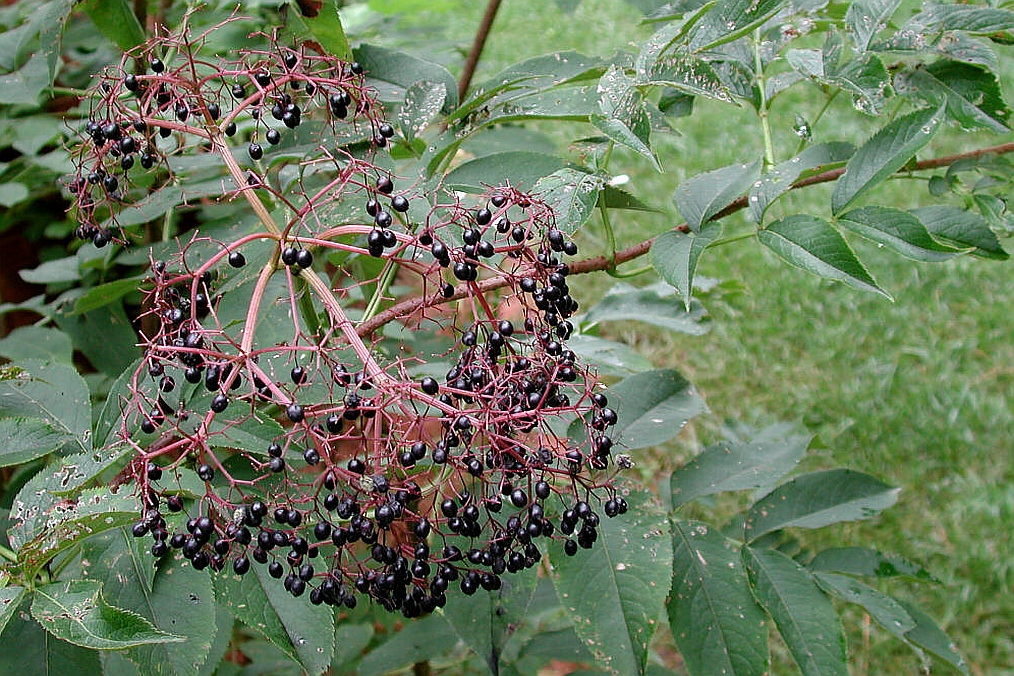 SAMBUCUS<br /><span>Soc</span>
