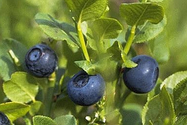 VACCINIUM<br /><span>Afin</span>