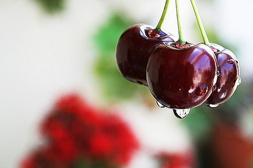 PRUNUS<br /><span>Cireş</span>