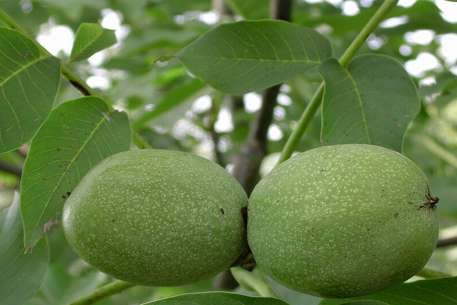 JUGLANS<br /><span>Nuc</span>