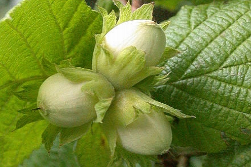 CORYLUS<br /><span>Alun</span>