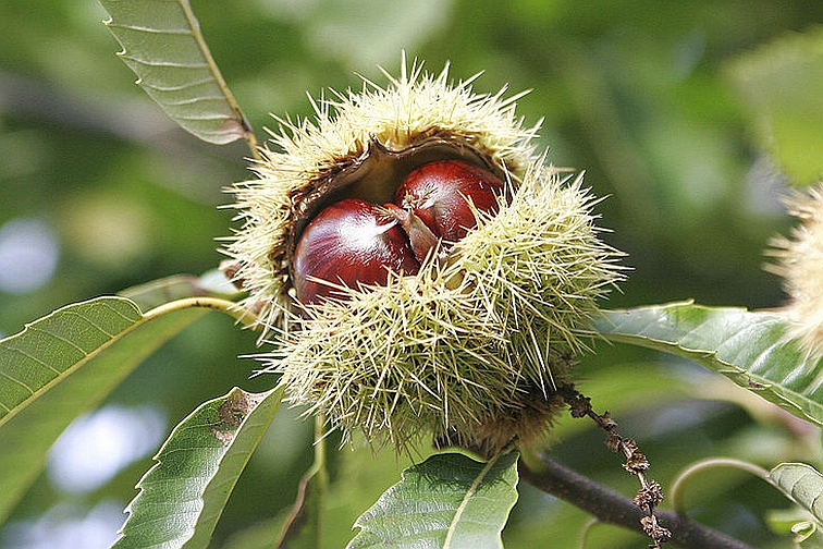 CASTANEA<br /><span>Castan Comestibil</span>