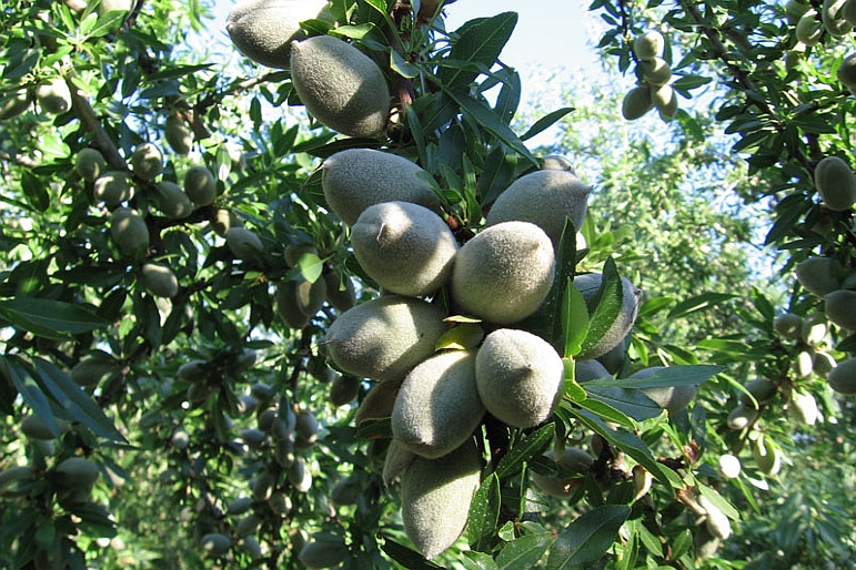 OLEA<br /><span>Măslin</span>