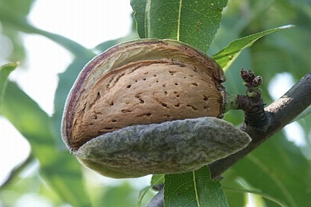 PRUNUS<br /><span>Migdal</span>