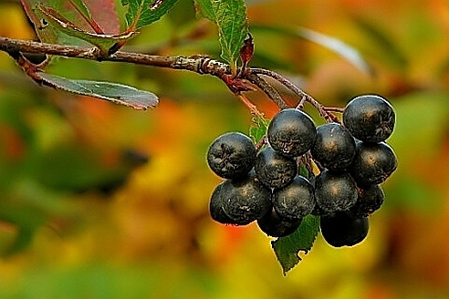 ARONIA, SORBARONIA<br /><span>Aronia (Scoruş Negru)</span>