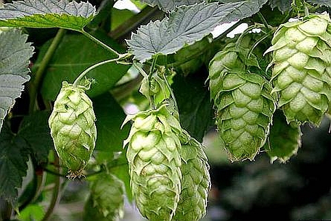 HUMULUS<br /><span>Hamei</span>