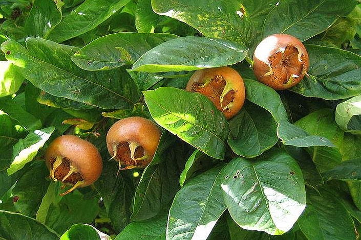 CRATAEGOMESPILUS, MESPILUS<br /><span>Moşmon</span>