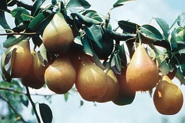 PYRUS<br /><span>Păr</span>