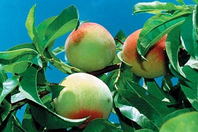 PRUNUS<br /><span>Piersic</span>