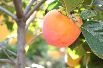 DIOSPYROS<br /><span>Kaki</span>