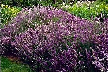 LAVANDULA
