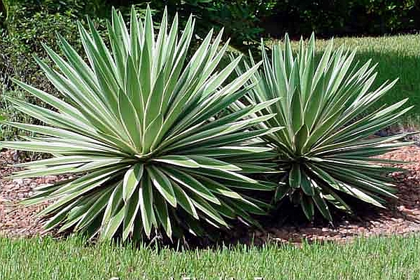 YUCCA<br /><span>Yuca</span>