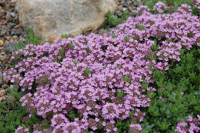THYMUS