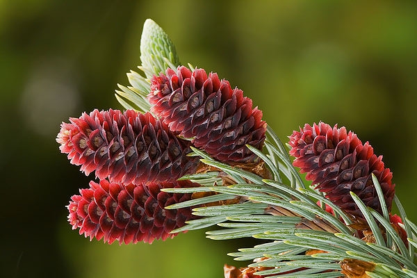 CONIFERS
