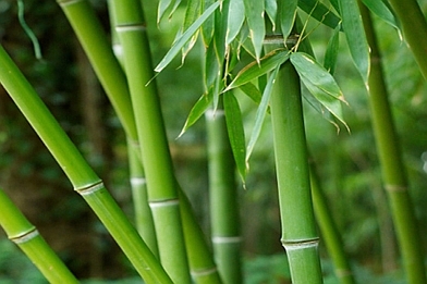 BAMBOO